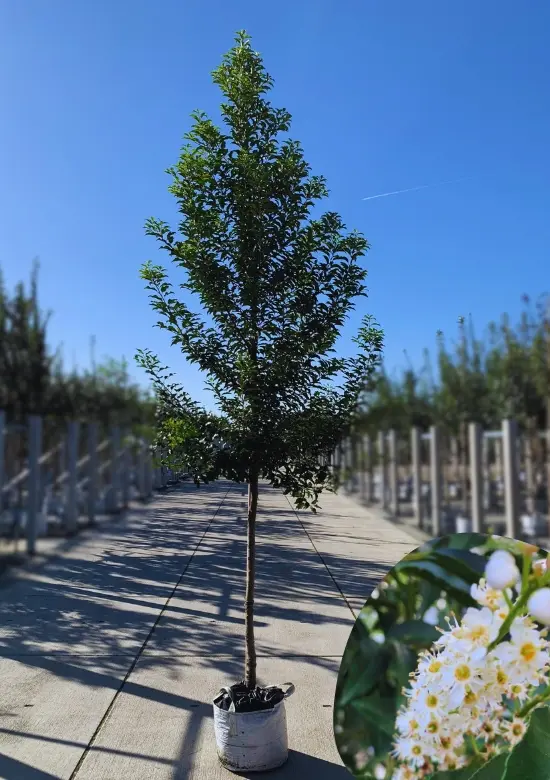 Prunus lusitanica Brenelia | 3 Jahre Garantie - Venovi