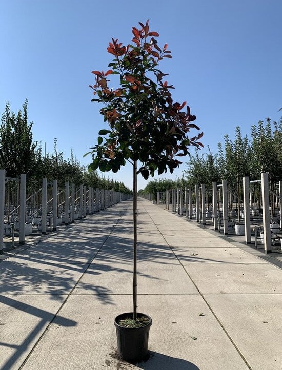Glanzmispel 'Red Robin' – Photinia fraseri 'Red Robin'