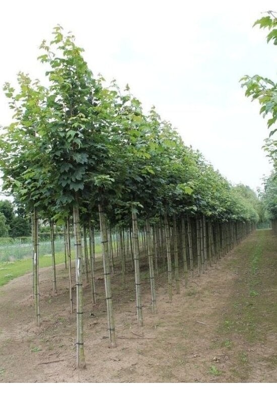 Bergahorn Hochstamm | Acer pseudoplatanus