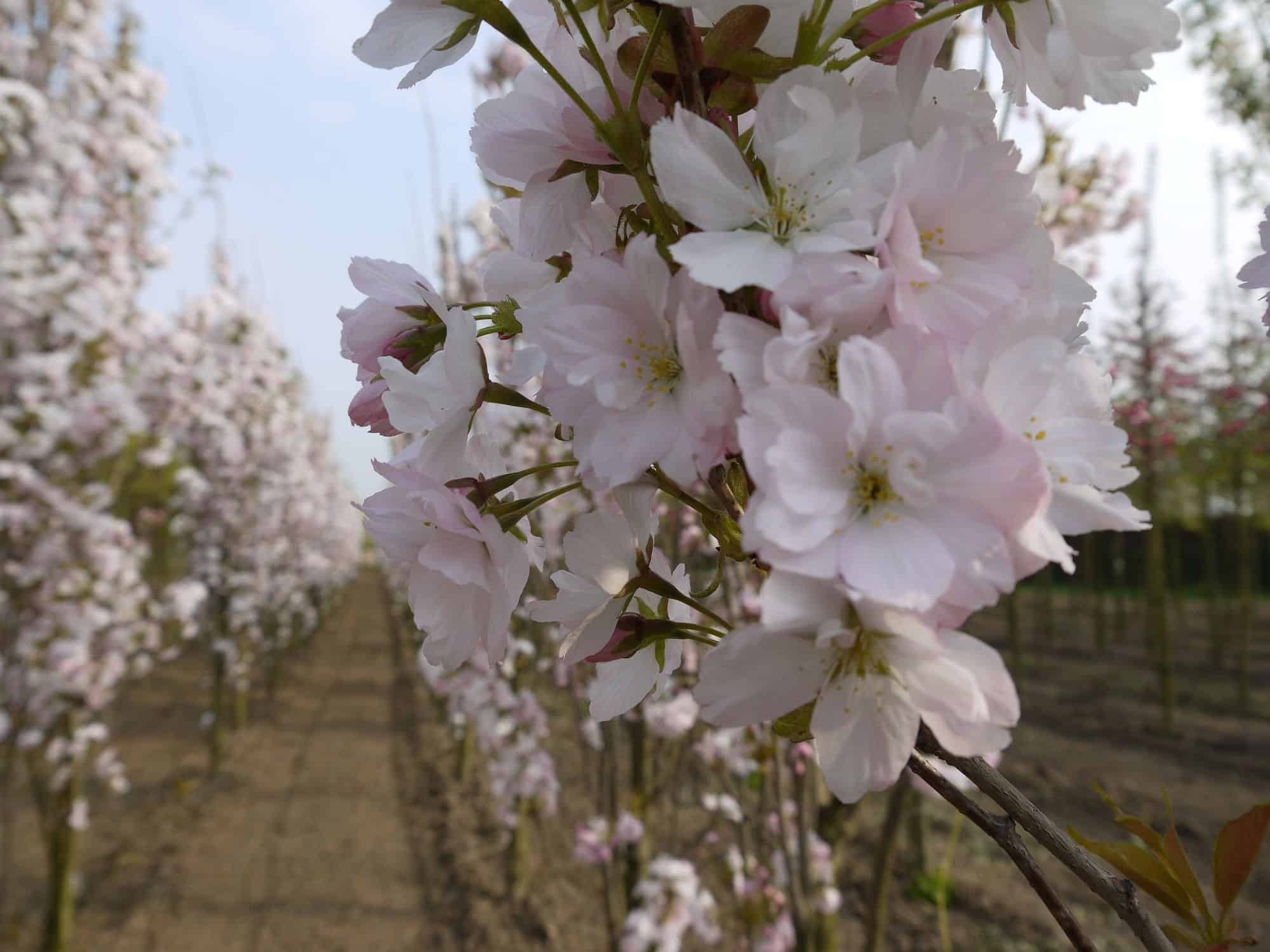 Japanische Zierkirsche