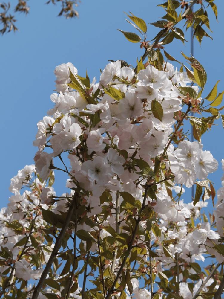 japanische zierkirsche blüte