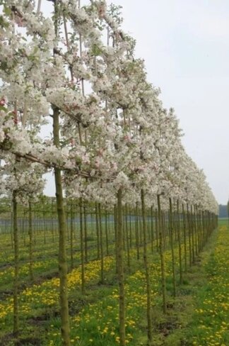 Zierapfel Spalierbaum | Malus 'Evereste'