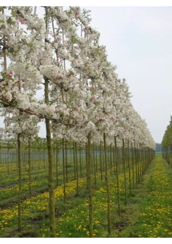 Zierapfel Spalierbaum | Malus 'Evereste'
