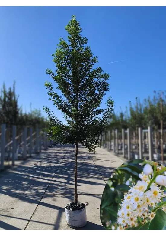 Portugiesische Lorbeerkirsche Baum 'Brenelia' (Prunus lusitanica 'Brenelia')