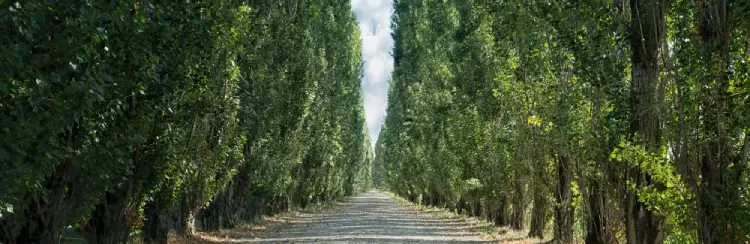 Schnell wachsende Bäume