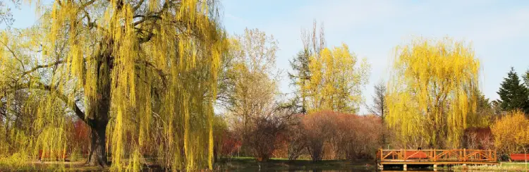 schnell wachsende trauerweide