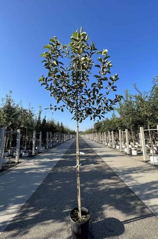 Apfelbaum 'Golden Delicious' | Malus domestica 'Golden Delicious'