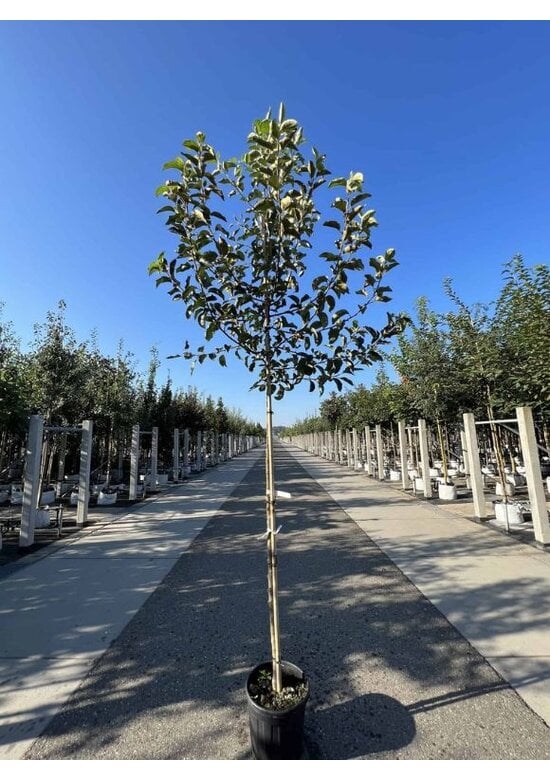 Apfelbaum 'Golden Delicious' | Malus domestica 'Golden Delicious'