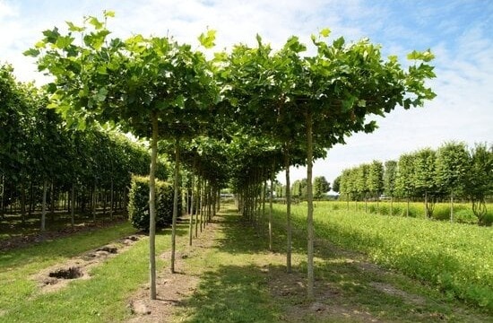 Platanenbäume Dachplatane