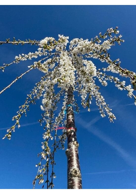 Trauer-Zierkirsche 'Snow Fountains' | Prunus 'Snow Fountains'