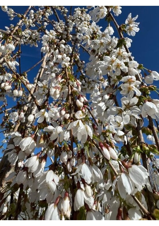 Trauer-Zierkirsche 'Snow Fountains' | Prunus 'Snow Fountains'