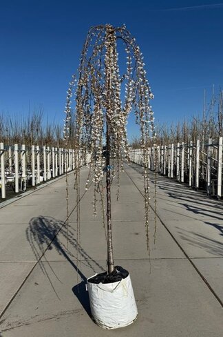 Trauer-Zierkirsche 'Snow Fountains' | Prunus 'Snow Fountains'