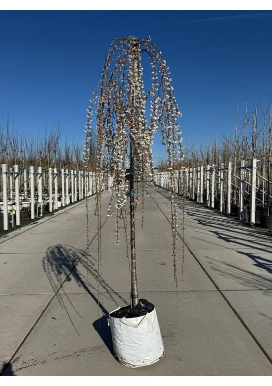 Trauer-Zierkirsche 'Snow Fountains' | Prunus 'Snow Fountains'