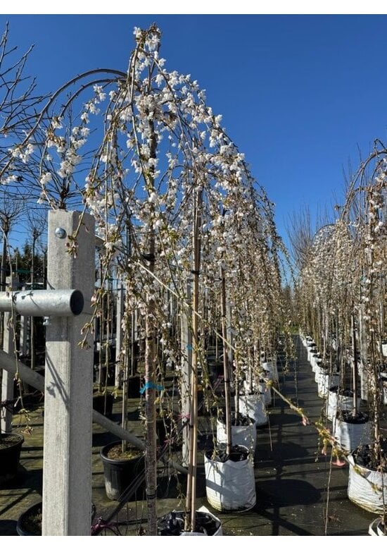 Trauer-Zierkirsche 'Snow Fountains' | Prunus 'Snow Fountains'