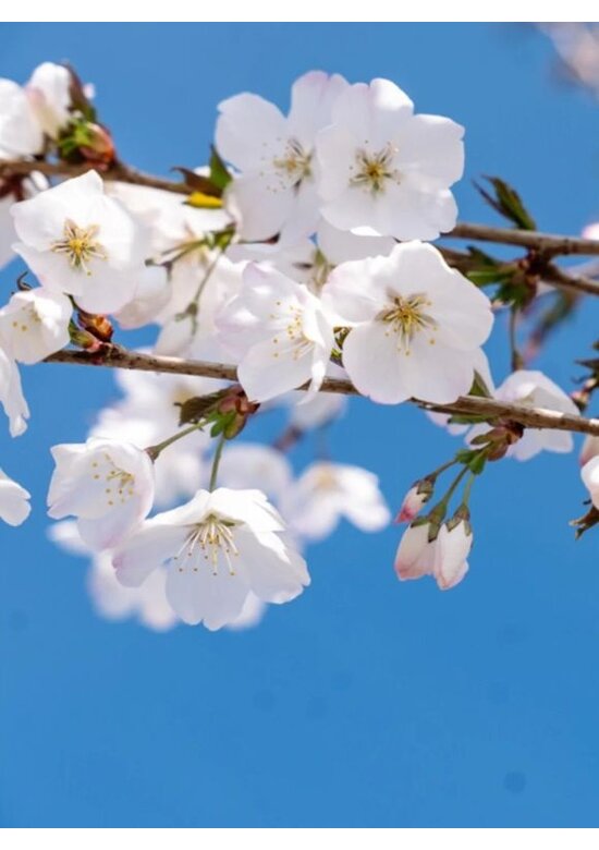 Tokio Kirsche | Prunus yedoensis