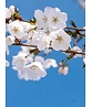 Tokio Kirsche | Prunus yedoensis