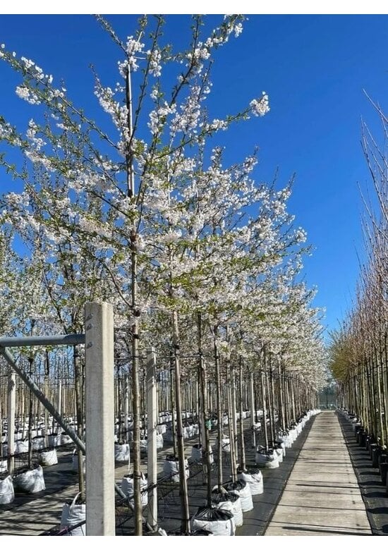 Tokio Kirsche | Prunus yedoensis