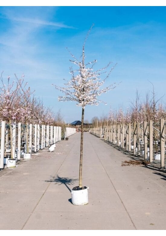 Tokio Kirsche | Prunus yedoensis