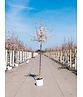 Tokio Kirsche | Prunus yedoensis