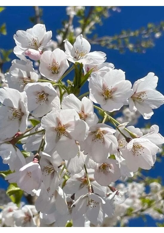 Tokio Kirsche | Prunus yedoensis