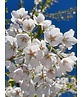 Tokio Kirsche | Prunus yedoensis