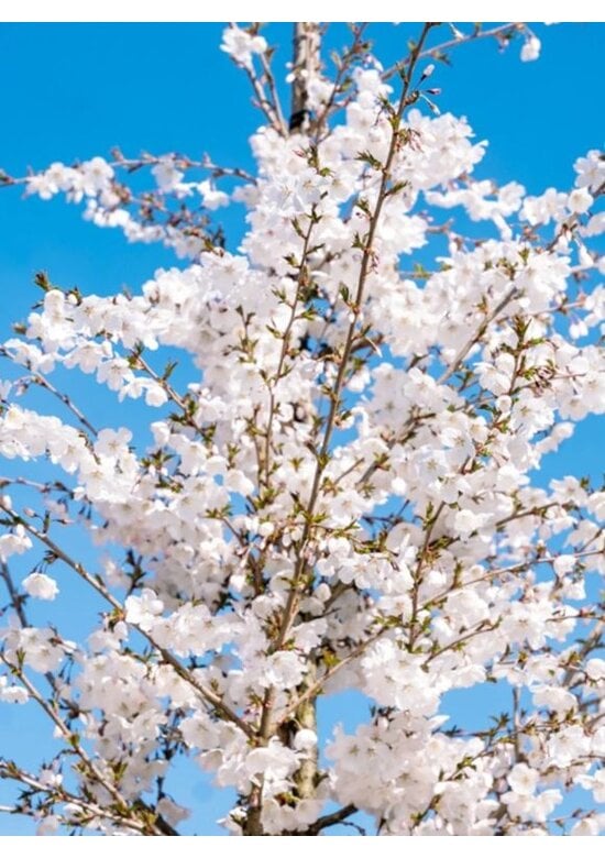 Tokio Kirsche | Prunus yedoensis