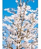 Tokio Kirsche | Prunus yedoensis
