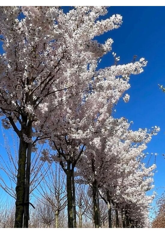 Tokio Kirsche | Prunus yedoensis