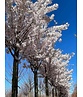 Tokio Kirsche | Prunus yedoensis