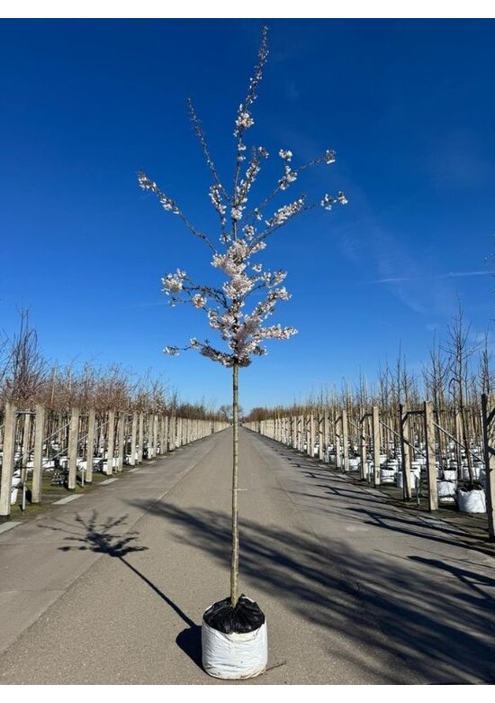 Tokio Kirsche | Prunus yedoensis