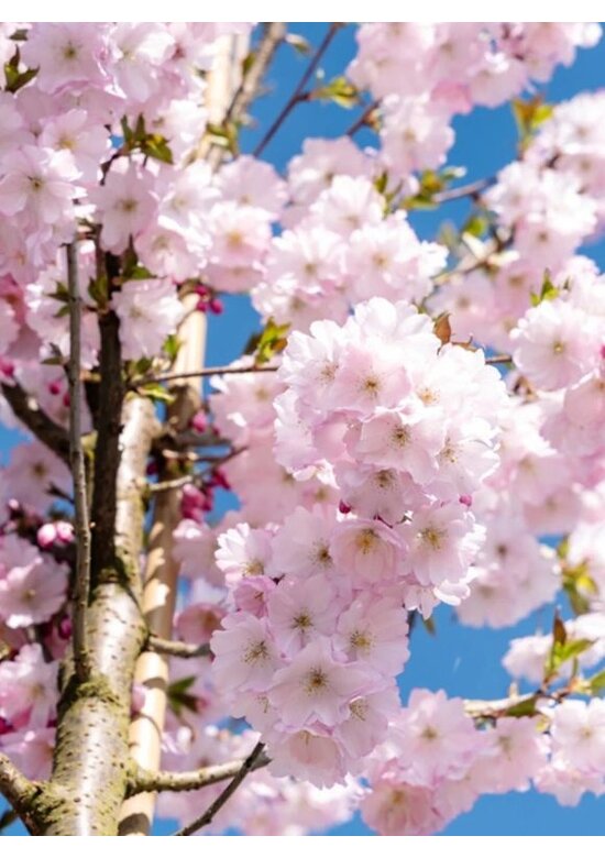 Zierkirsche 'Accolade' | Prunus 'Accolade'