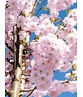 Zierkirsche 'Accolade' | Prunus 'Accolade'