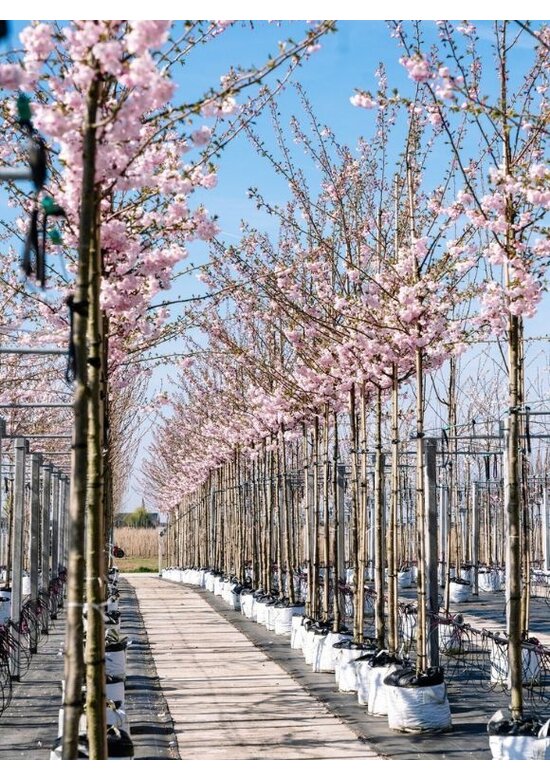 Zierkirsche 'Accolade' | Prunus 'Accolade'
