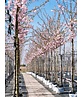 Zierkirsche 'Accolade' | Prunus 'Accolade'
