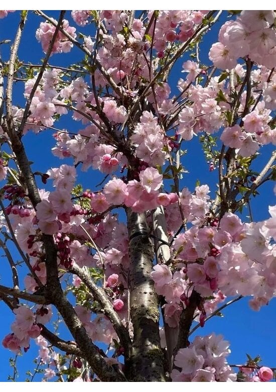 Zierkirsche 'Accolade' | Prunus 'Accolade'
