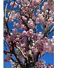 Zierkirsche 'Accolade' | Prunus 'Accolade'