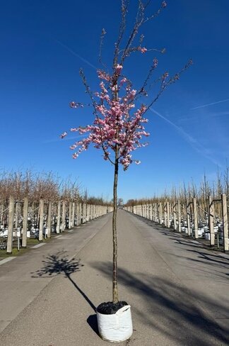 Zierkirsche 'Accolade' | Prunus 'Accolade'