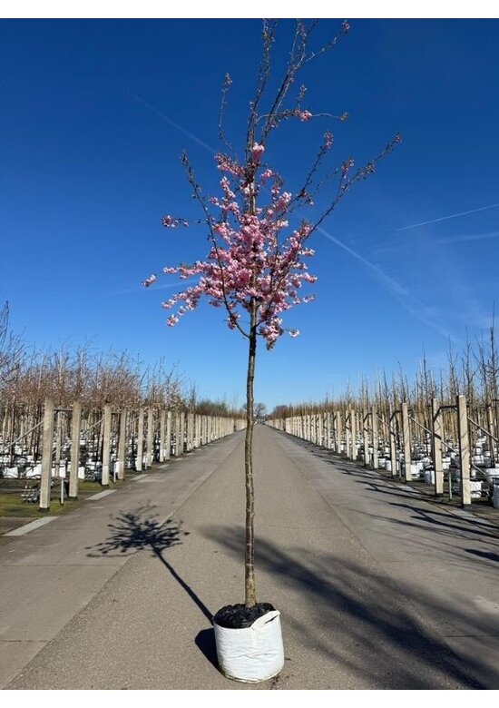 Zierkirsche 'Accolade' | Prunus 'Accolade'