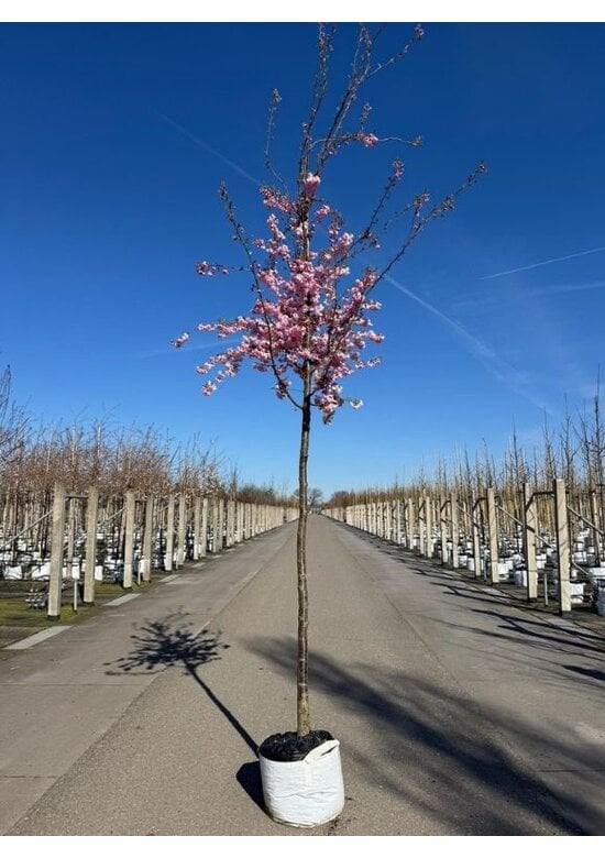Zierkirsche 'Accolade' | Prunus 'Accolade'