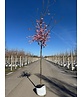 Zierkirsche 'Accolade' | Prunus 'Accolade'