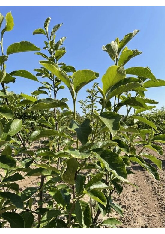 Tulpenmagnolie mehrstämmig | Magnolia soulangeana