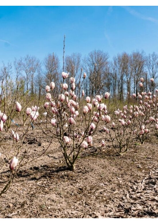 Tulpenmagnolie mehrstämmig | Magnolia soulangeana