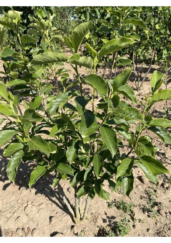 Tulpenmagnolie mehrstämmig | Magnolia soulangeana