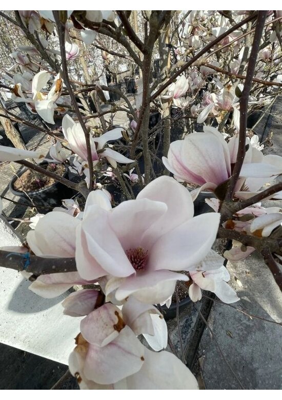 Tulpenmagnolie mehrstämmig | Magnolia soulangeana