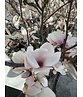 Tulpenmagnolie mehrstämmig | Magnolia soulangeana