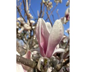 Tulpenmagnolie mehrstmmig Kaufen | 3 Jahre Garantie - Venovi