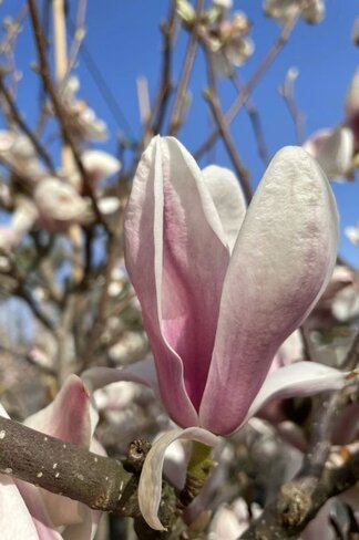Tulpenmagnolie mehrstämmig | Magnolia soulangeana