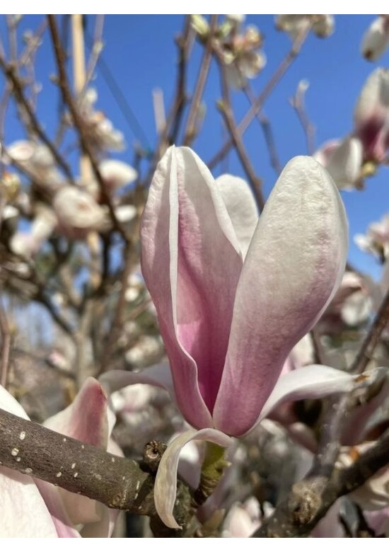 Tulpenmagnolie mehrstämmig | Magnolia soulangeana