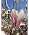 Tulpenmagnolie mehrstämmig | Magnolia soulangeana