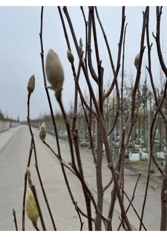 Tulpenmagnolie mehrstämmig | Magnolia soulangeana
